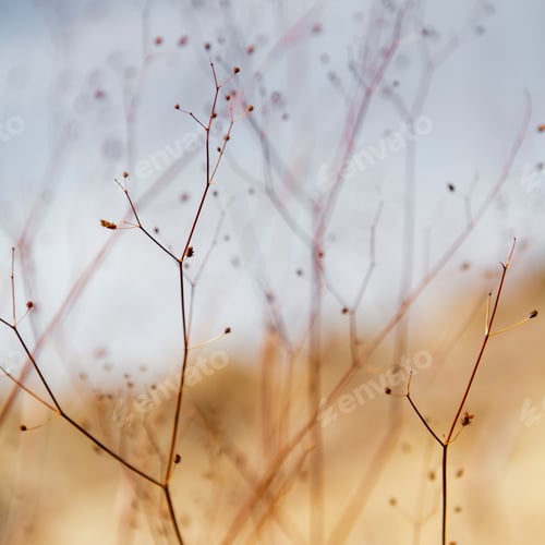 Preview: Close up of dried desert flowers in Joshua Tree national park.