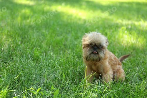 Preview: Cute fluffy dog on green grass in park. Space for text