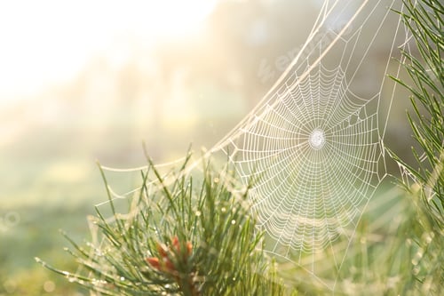Preview: Cobweb on wild meadow, closeup view