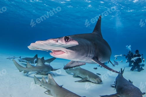 Preview: Great Hammerhead Shark with Nurse Sharks around it, divers in background