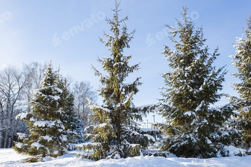 Preview: Scenic image of spruces trees
