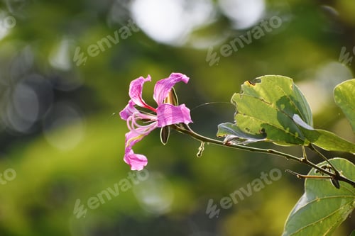 Preview: Pink flower close-up with green leaves