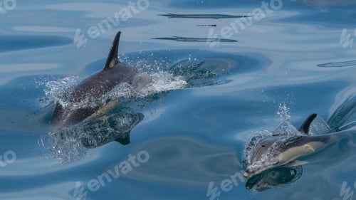 Preview: Scenic view of a group of dolphins swimming in the sea