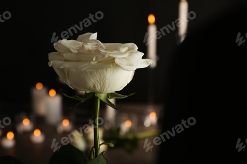 Preview: Beautiful white rose on blurred background. Funeral symbol