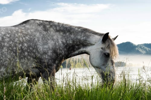 Preview: Amazing Grey Horse Pasturing on Lakeside.