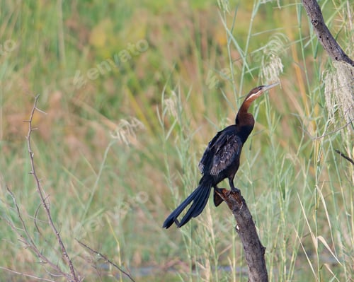 Preview: African darter (Anhinga rufa) or the snakebird, Zambezi River near Victoria Falls, Zimbabwe