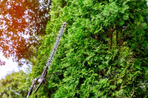 Preview: A tree surgeon worker using a power hedge trimmer to cut back a large overgrown bush is wearing
