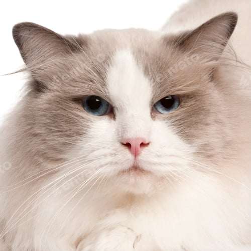 Preview: Close-up of Ragdoll cat, 2 years old, in front of white background