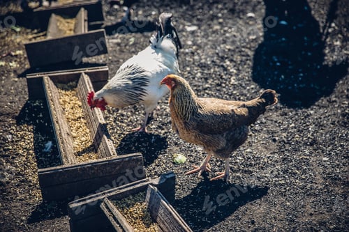 Preview: Farm chickens eating from a wooden feeder at a farm