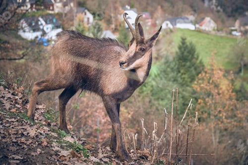 Preview: Wild chamois on slope in mountains