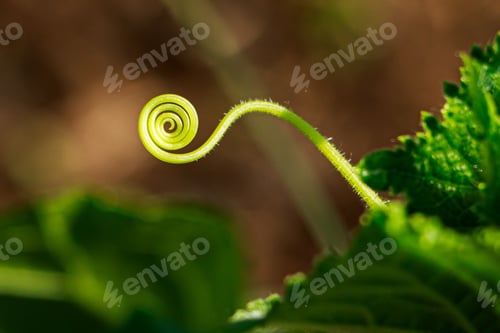 Preview: Close-up of green sprout. Natural backgrounds