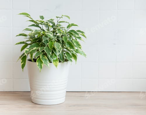 Preview: House plants on the table