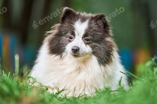 Preview: Pomeranian Spitz dog in garden