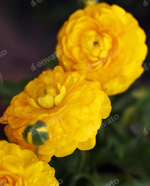 Preview: garden flowers ranunculus buttercups for decoration