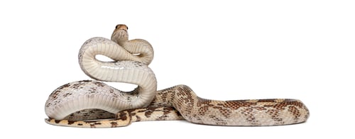 Vista previa: Serpiente tuza del Pacífico, Pituophis catenifer, cuerpo en espiral con la cabeza mirando hacia arriba