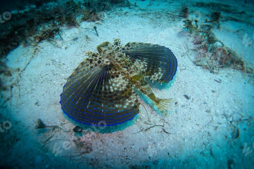 Preview: super colorful fish at the bottom of a sandbank in the mexican caribbean