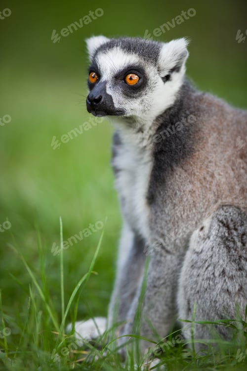 Preview: Lemur kata (Lemur catta)