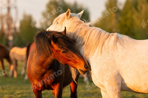 Preview: Beautiful horses graze in the pasture near the village in the summer in the rays of the setting sun