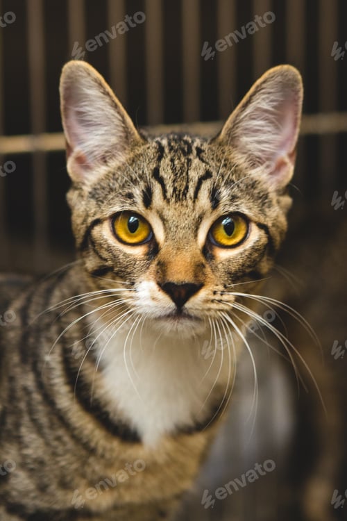 Preview: Kitten with Golden Eyes