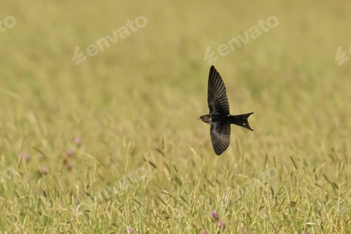 Preview: Beautiful view of a black swift flying over the grass lawn