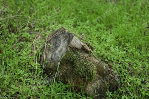 Preview: Old stump in fresh green forest grass