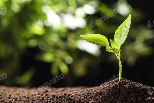 Preview: Young seedling in soil on blurred background, space for text
