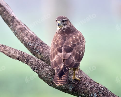 Preview: Common buzzard (Buteo buteo)
