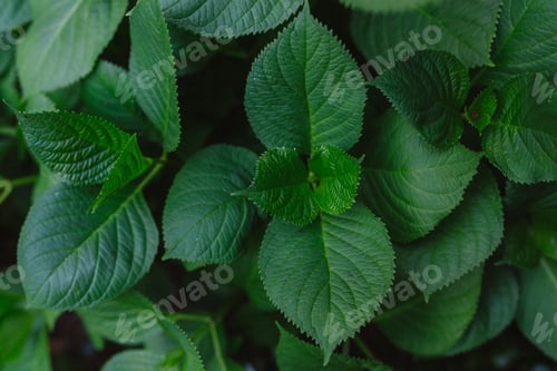 Preview: Green leaves