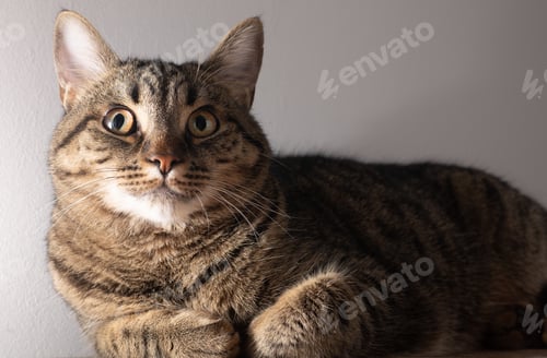 Preview: European shorthair cat. Portrait of a domestic striped brown cat. Muzzle with mustache.