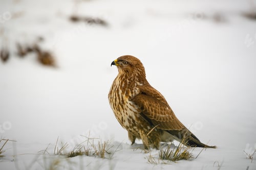 Preview: Common buzzard buteo buteo on winter field