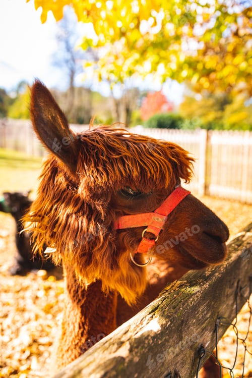 Preview: A beautiful young brown Alpaca lama posing for the camera