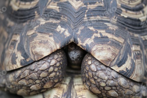 Preview: Of a turtle head poking out of its shell