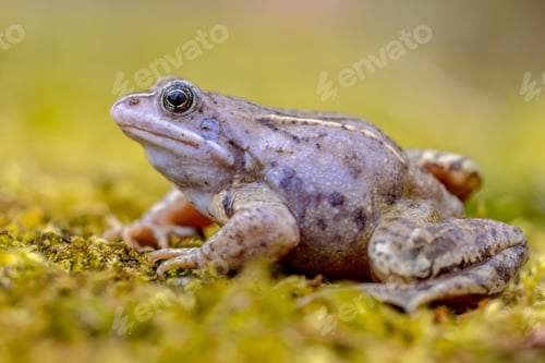Preview: Blue Moor frog side view
