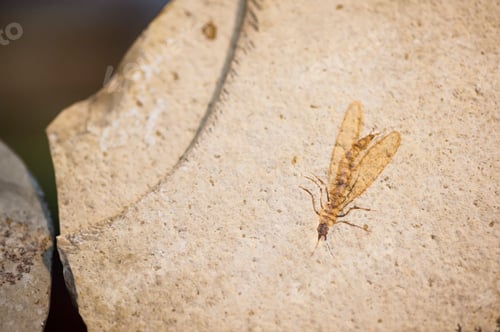 Preview: Fossil of insect