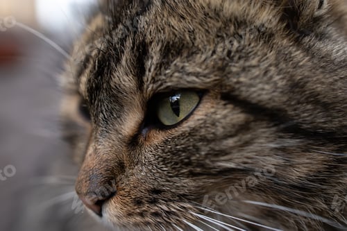 Preview: close-up of the eyes of a gray domestic cat