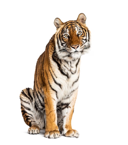 Preview: Tiger