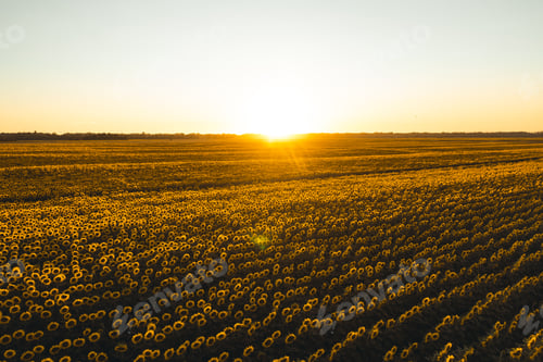 Preview: Sunflowers field at sunset. Tuscan countryside, Italy.