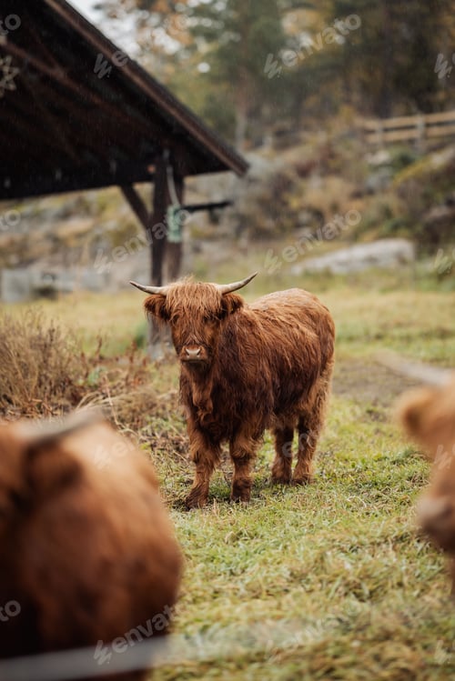 Preview: Highland cow in a grassy field with a rustic wooden structure in the background. Drangedal, Norway
