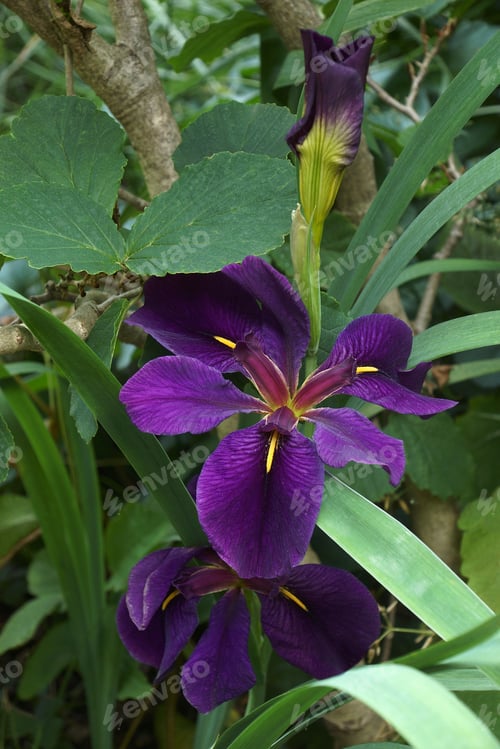 Preview: Black Gamecock Louisiana Iris (Iris Louisiana Black Gamecock).
