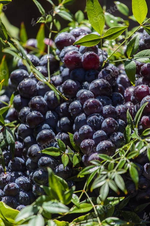 Preview: Dark grapes in a basket. Grape harvesting. Red wine grapes