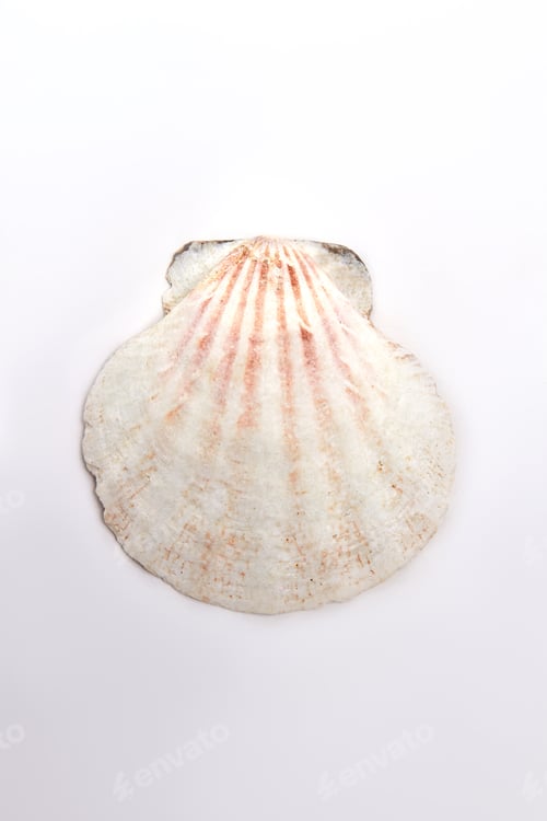 Preview: Light clam close up