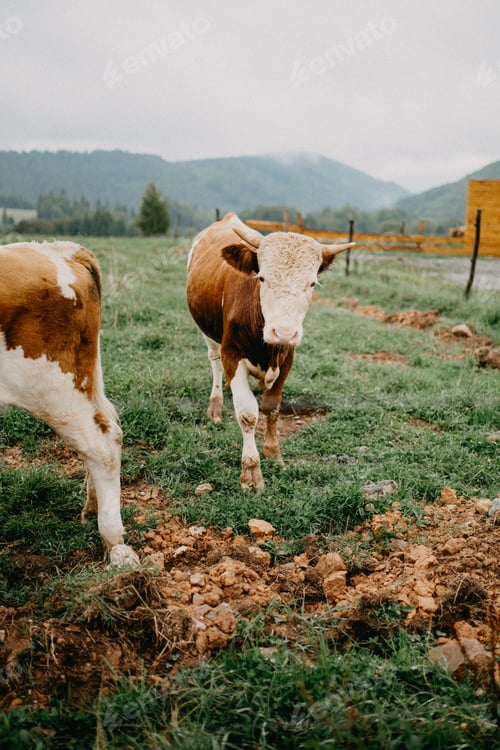 Brown and White Cows Grazing in Rural Pasture