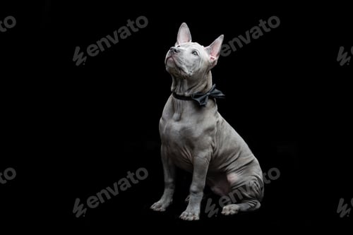 Preview: Thai ridgeback puppy