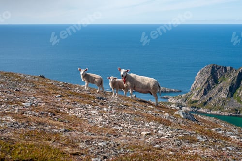 Preview: Sheep family walking to mountains in North of Norway