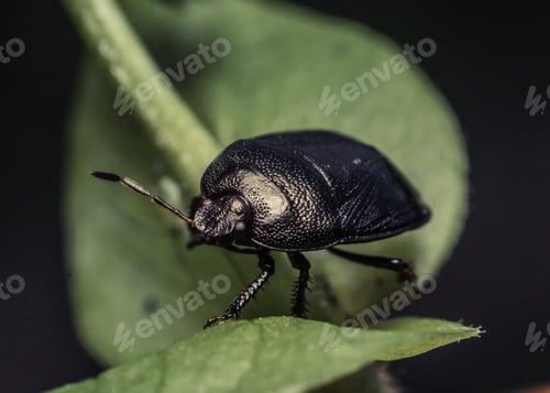 Preview: Macro shot of a black sehirus cinctus on a green plant