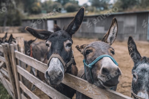 Preview: Donkeys in the cattle-pen at the organic farm