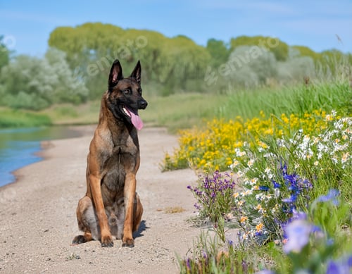 Preview: training of belgian shepherd