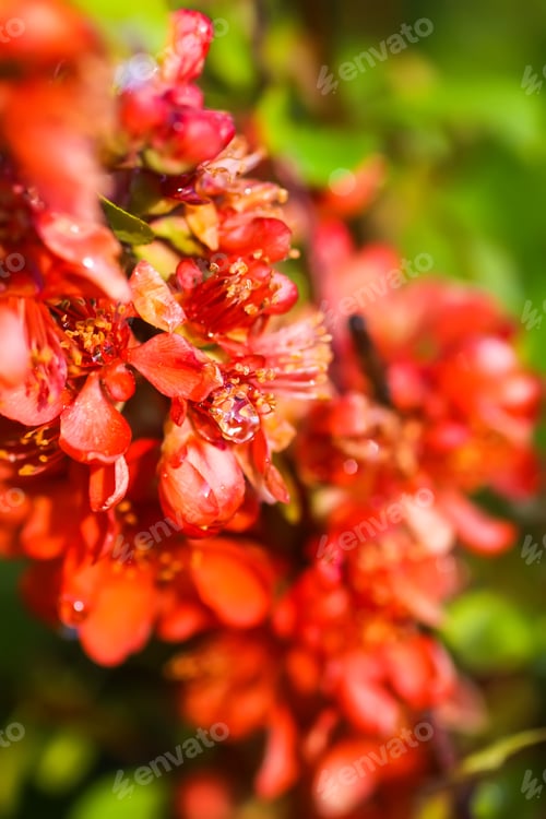 Preview: Flowering Cydonia plant. Red spring flowers of Japanese quince