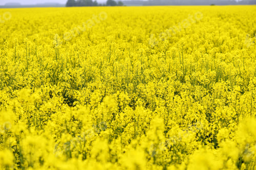 Preview: With beautiful yellow flowers blooming rapeseed field. ❤️ nominated 💔