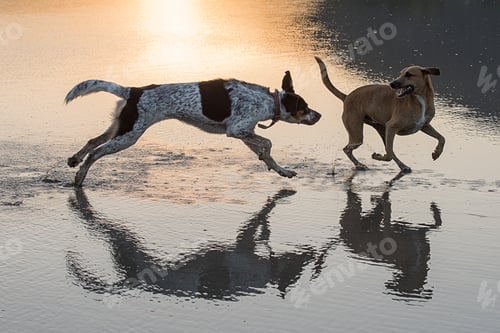 Preview: Dogs playing